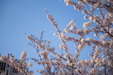 Yakın plan beyaz ve pembe kiraz çiçekleri bulanık doğal bir arka plana karşı bir dala toplanmış..