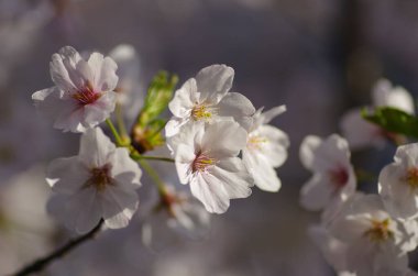 Yakın plan beyaz ve pembe kiraz çiçekleri bulanık doğal bir arka plana karşı bir dala toplanmış..