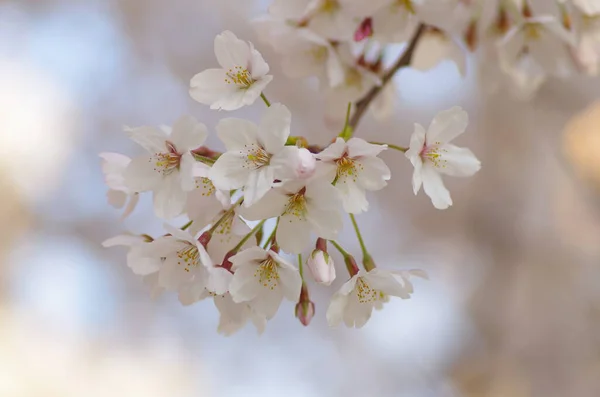 Yakın plan beyaz ve pembe kiraz çiçekleri bulanık doğal bir arka plana karşı bir dala toplanmış..