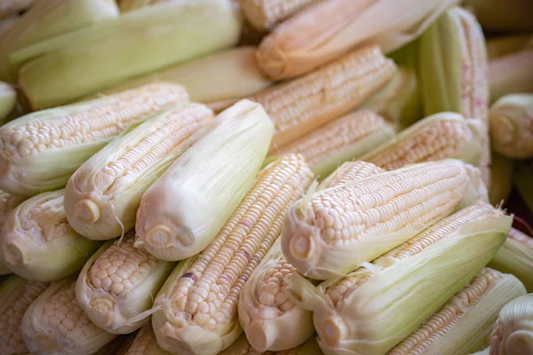 A vibrant close-up of a large pile of fresh, colorful, heirloom corn cobs with exposed purple and white kernels.