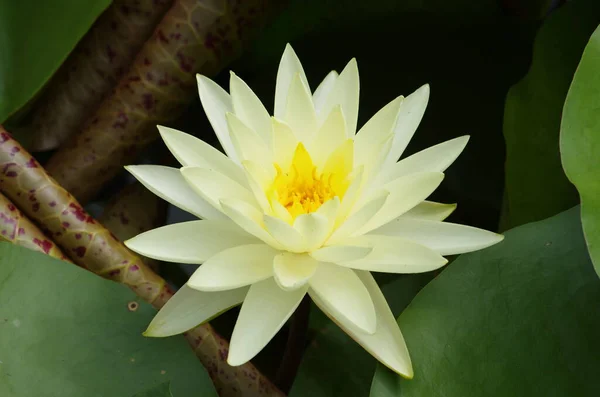 A beautiful, pale yellow water lily (Nymphaea) flower with a bright yellow center, surrounded by dark green lily pads.