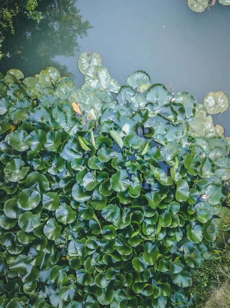 Göl su bitkileri lily ve lotus gibi ile hava görünümünü