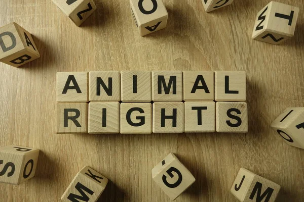 Tierrechtstext Aus Holzklötzen Auf Schreibtisch — Stockfoto