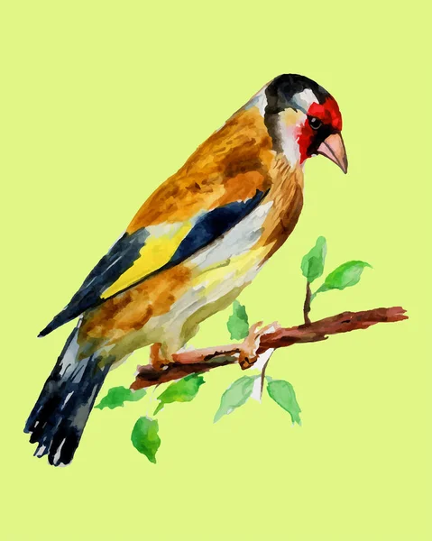 Goldfinch Feito Aquarelas —  Vetores de Stock