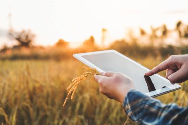 Akıllı tarım tarım teknolojisi ve organik tarım araştırma tablet kullanma ve geliştirme eğitimi çeşitleri pirinç kadın alan pirinç