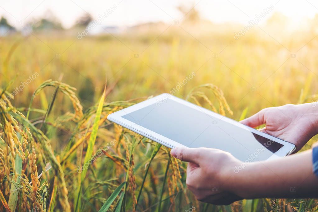 Smart farming Agricultural technology and organic agriculture Woman using the research tablet and studying the development of rice varieties in rice field