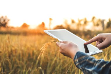 Akıllı tarım tarım teknolojisi ve organik tarım araştırma tablet kullanma ve geliştirme eğitimi çeşitleri pirinç kadın alan pirinç