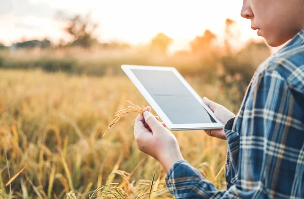 Smart farming Agricultural technology and organic agriculture Woman using the research tablet and studying the development of rice varieties in rice field