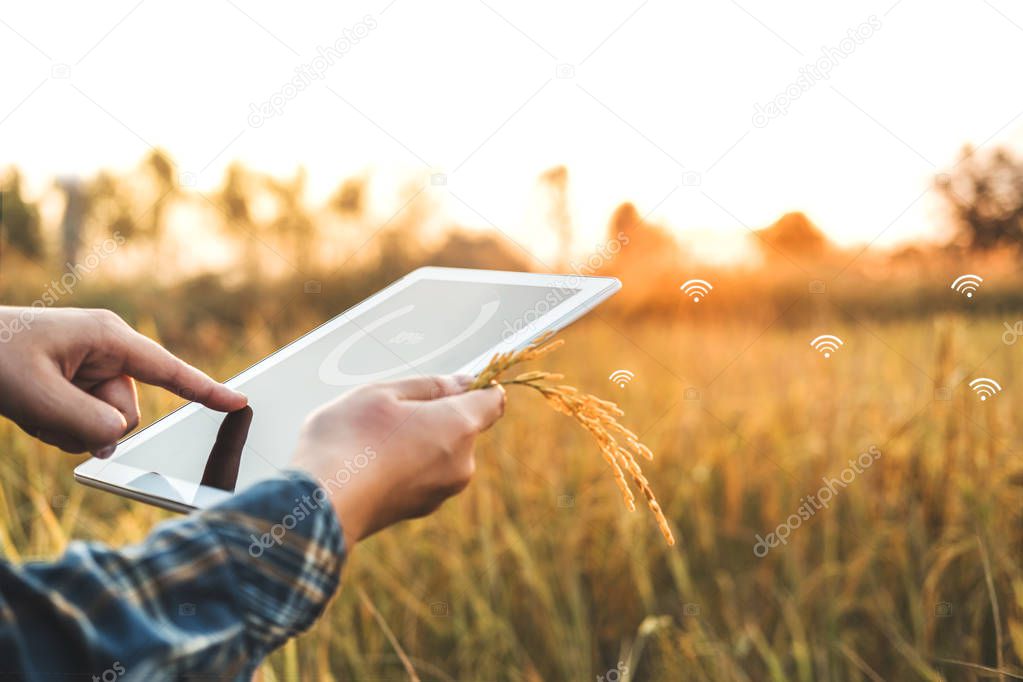 Smart farming Agricultural technology and organic agriculture Woman using the research tablet and studying the development of rice varieties in rice field