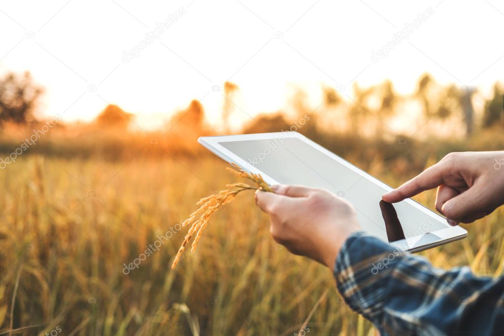 Smart farming Agricultural technology and organic agriculture Woman using the research tablet and studying the development of rice varieties in rice field