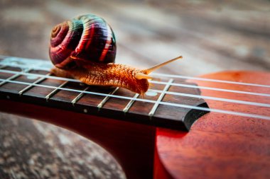 Güzel bir büyük salyangoz gitar, makro görünümü. Açık müzik kavramı. Dizeleri yakın çekim.