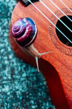 Güzel bir büyük salyangoz gitar, makro görünümü. Açık müzikal