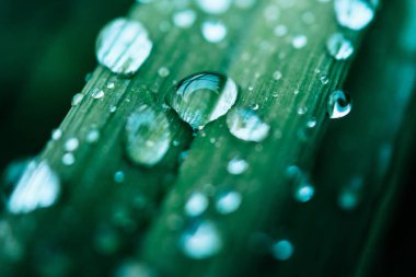 Yağmur damlaları ile renkli yeşil çimen ıslak, doğal backg soyut