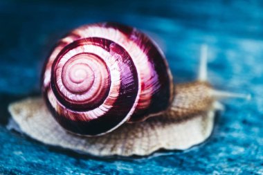 Doğal zemin, makro görünümü üzerinde bir salyangoz. Büyük güzel sarmal spiral kabuğu ile.