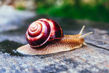 Doğal zemin, makro görünümü üzerinde bir salyangoz. Büyük güzel sarmal spiral kabuğu ile.