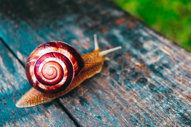 Doğal zemin, makro görünümü üzerinde bir salyangoz. Büyük güzel sarmal spiral kabuğu ile.