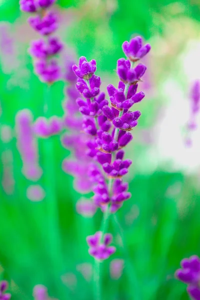 Cenário Bonito Prado Lavanda Selvagem Violeta Campo Ervas Lavandula Roxo — Fotografia de Stock