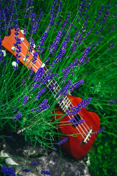 Pequena Guitarra Ukulele Campo Lavanda Perto Conceito Música Natureza — Fotografia de Stock