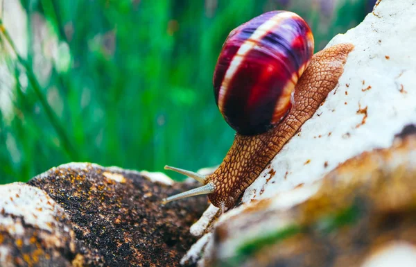 Jeden Ślimak Naturalnego Tła Zobacz Makra Duże Piękne Spirala Powłoki — Zdjęcie stockowe