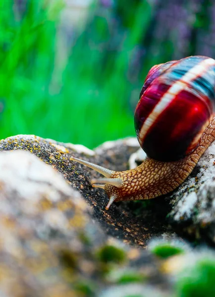 一只蜗牛在自然背景下 宏观观 螺旋壳的大美丽螺旋 — 图库照片