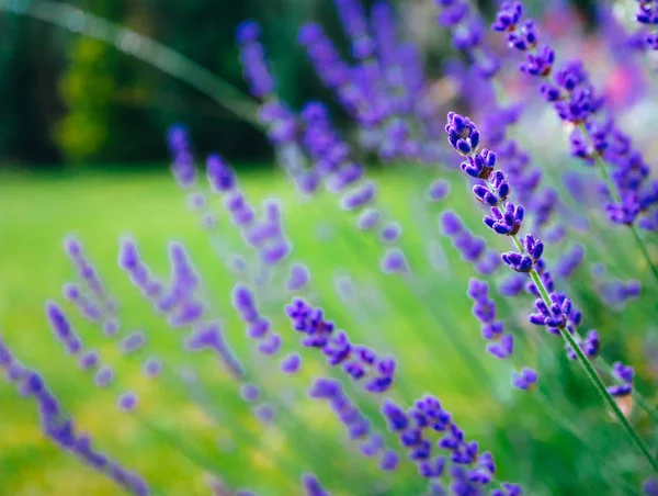 Piękny Fiolet Lawendy Dzikiej Łące Tło Pole Fioletowy Lavandula Ziół — Zdjęcie stockowe