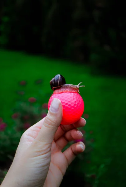 Golf pink ball hold in a hand, with a snail sitting above. Slow — Stock Photo, Image