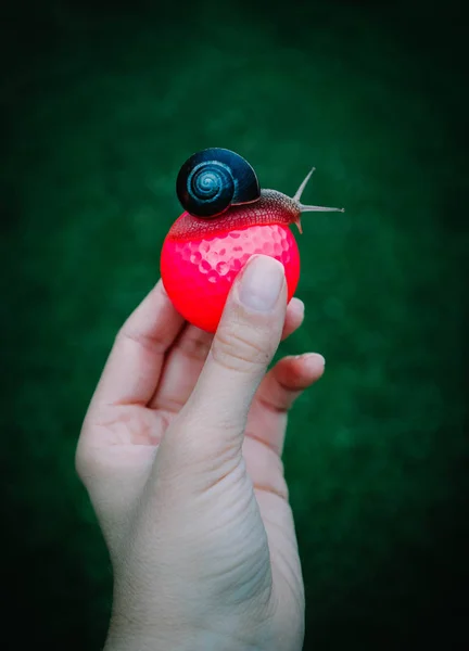 Golfe Bola Rosa Segurar Uma Mão Com Caracol Sentado Acima — Fotografia de Stock