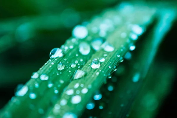 Wet colorful green grass with rain drops, abstract natural backg