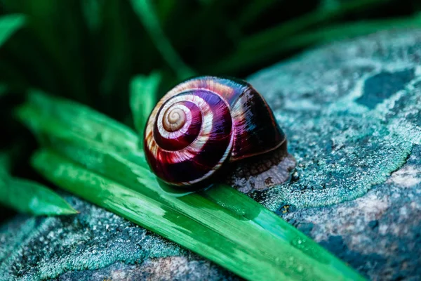 一只有着螺旋壳的野可爱的大蜗牛 神奇的螺旋在花园里 睡在一块石头上 关闭视图 — 图库照片