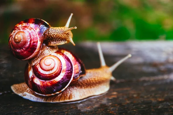 Two Snails Natural Background Macro View Couple Beautiful Helix Spiral — Stock Photo, Image