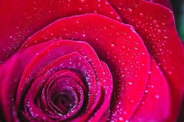 Güzel hassas kırmızı gül çiçek yaprağı çiğ yağmur ile makro görünümü bırakır. Tutku kavramı.