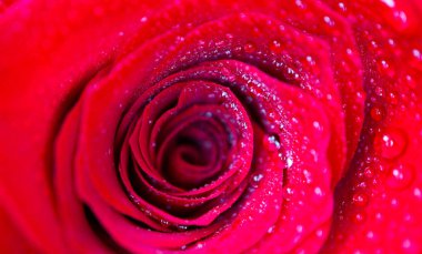 Güzel hassas kırmızı gül çiçek yaprağı çiğ yağmur ile makro görünümü bırakır. Tutku kavramı.