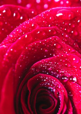 Güzel hassas kırmızı gül çiçek yaprağı çiğ yağmur ile makro görünümü bırakır. Tutku kavramı.