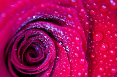 Güzel hassas kırmızı gül çiçek yaprağı çiğ yağmur ile makro görünümü bırakır. Tutku kavramı.