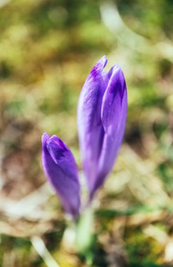 Çiğdem parlak mor bahar çiçek, dağ doğa. Safran çiçek yakın makro görünümü, Bahçe arka plan bulanık kadar.