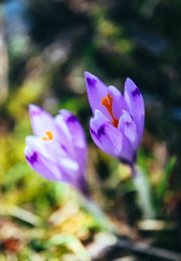 Çiğdem parlak mor bahar çiçek, dağ doğa. Safran flo