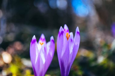 Çiğdem parlak mor bahar çiçek, dağ doğa. Safran flo