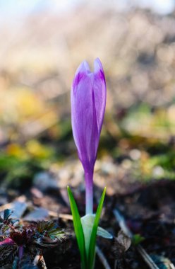 Çiğdem parlak mor bahar çiçek, dağ doğa. Safran çiçek yakın makro görünümü, Bahçe arka plan bulanık kadar.