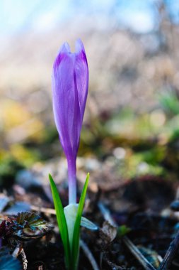 Çiğdem parlak mor bahar çiçek, dağ doğa. Safran çiçek yakın makro görünümü, Bahçe arka plan bulanık kadar.