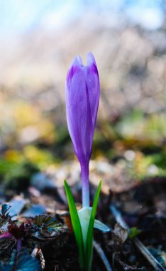 Çiğdem parlak mor bahar çiçek, dağ doğa. Safran çiçek yakın makro görünümü, Bahçe arka plan bulanık kadar.