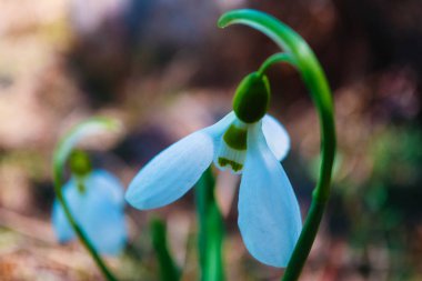 Makro görünümü, bir ormandaki ilk kardelen çiçek bahar mevsimi, arka plan bulanık..