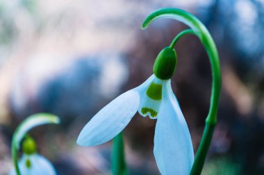 Makro görünümü, bir ormandaki ilk kardelen çiçek bahar mevsimi, arka plan bulanık..