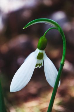Makro görünümü, bir ormandaki ilk kardelen çiçek bahar mevsimi, arka plan bulanık..