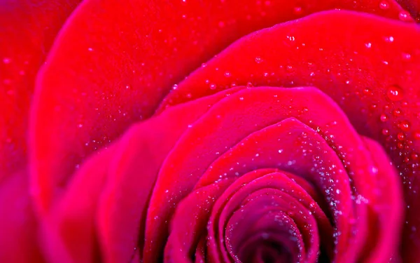 Linda Delicada Pétala Flor Rosa Vermelha Com Orvalho Chuva Gotas — Fotografia de Stock