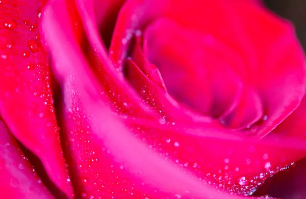 Schöne Zarte Rote Rosenblütenblatt Mit Tau Regentropfen Makro Ansicht Leidenschaftliches — Stockfoto