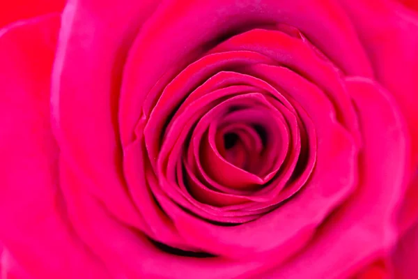 Belle Délicate Fleur Rose Rouge Pétale Macro Vue Arrière Plan — Photo