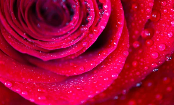 Linda Delicada Pétala Flor Rosa Vermelha Com Orvalho Chuva Gotas — Fotografia de Stock