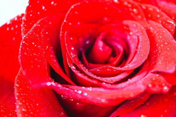 Belle Pétale Fleur Rose Rouge Délicate Avec Gouttes Pluie Rosée — Photo