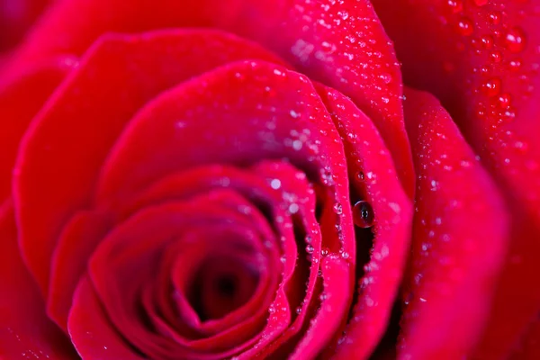 Красива Ніжна Червона Пелюстка Троянди Дощем Роси Падає Макровид Концепція — стокове фото