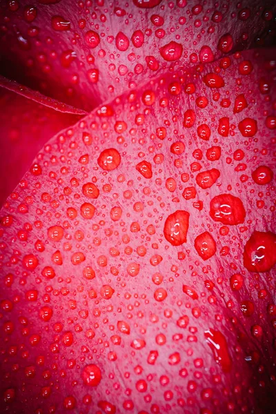 Beautiful delicate red rose flower petal with dew rain drops mac — Stock Photo, Image